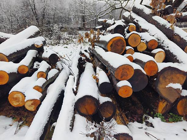 Pile of firewood tree trunks prepared for heating in winter