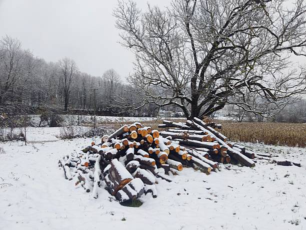 Pile of firewood tree trunks prepared for heating in winter