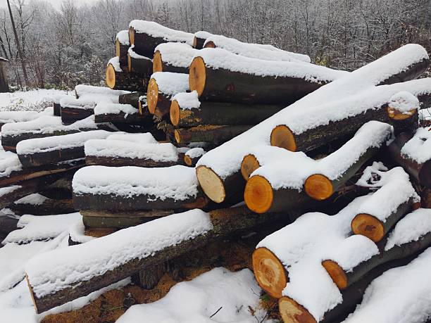 Pile of firewood tree trunks prepared for heating in winter