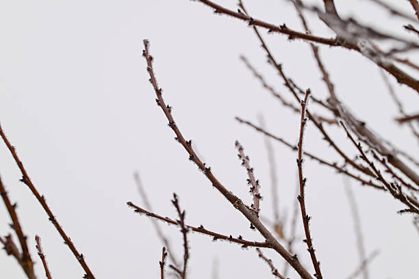 A tree branch covered in frost and snow. The branch is bare and has no leaves. Concept of coldness and stillness