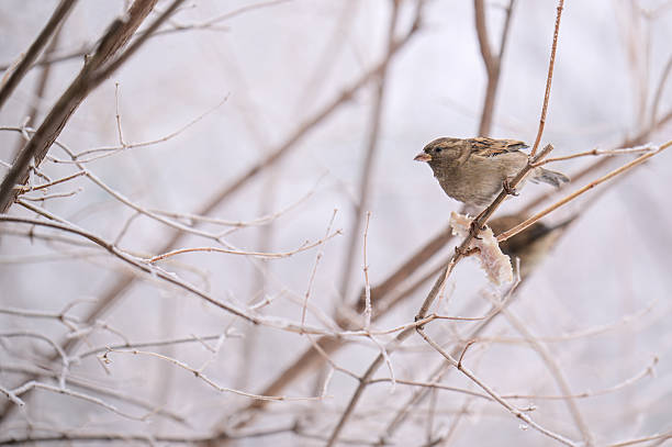 A sparrow bird is perched on a branch in the snow. Concept of solitude and peacefulness, as the bird is alone in the winter landscape