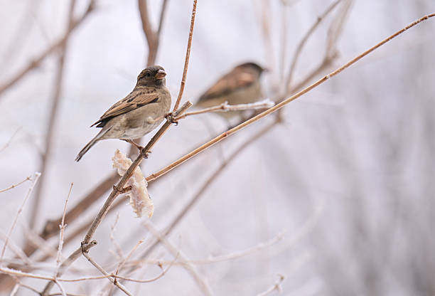 Two sparrow birds are perched on a branch in the snow. The birds are small and brown, and they are eating bread. The scene is peaceful and quiet, with the snow covering the ground
