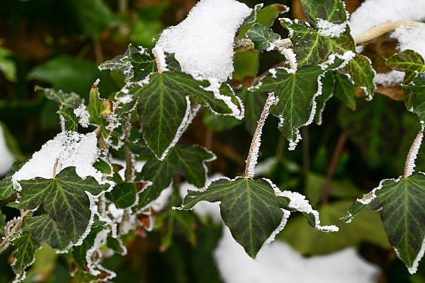 A branch of ivy covered in snow. The snow is covering the leaves and branches of the ivy