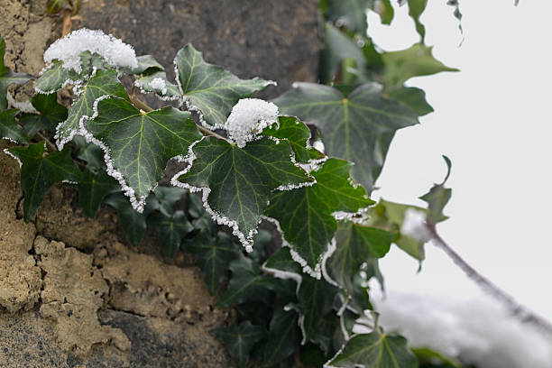A branch of ivy covered in snow. The snow is covering the leaves and branches of the ivy