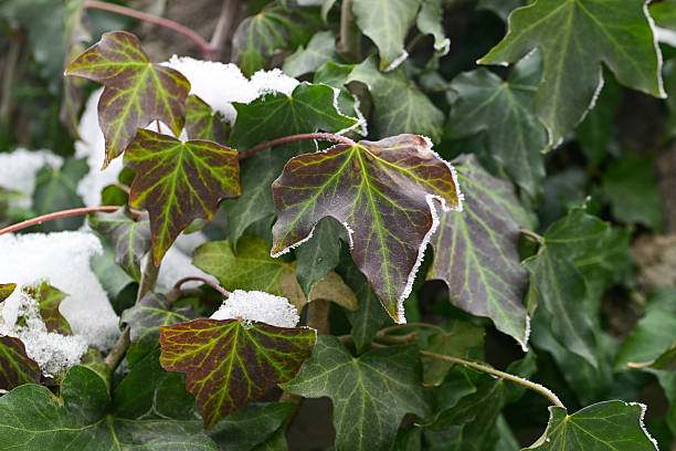 A leafy green plant with snow on it. The snow is covering the leaves and branches. The plant is a type of ivy