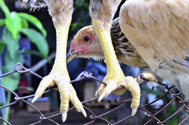 Face of the improved free-range chicken that looks out from between the rooster's legs at the cert