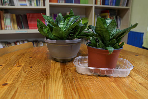 Two Potted Snake Plants Placed On A Wooden Table In Front Of Bookshelves, Representing Indoor Gardening, Green Decor, Sustainable Living, And Natural Elements In Educational Or Home Interior Spaces.