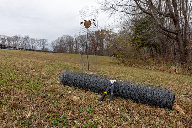 A freshly planted sapling tree with a wire fence surround for protection.  Roll of chicken wire and wire snips in front.