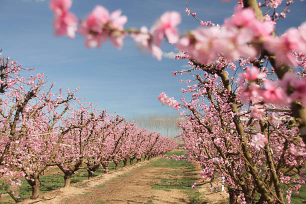 Judas tree blooming along an asphalt road against the fields