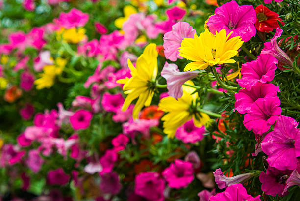 Pink petunias and yellow cowslips bloom in profusion in a Cape Cod greenhouse.