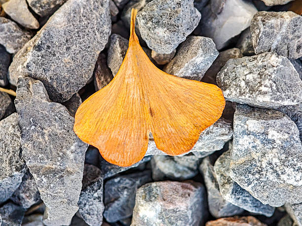 Ginkgo and hot stones for wellness.