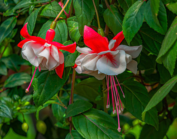 A pair of hardy fuchia blossoms in a Cape Cod greenhouse.