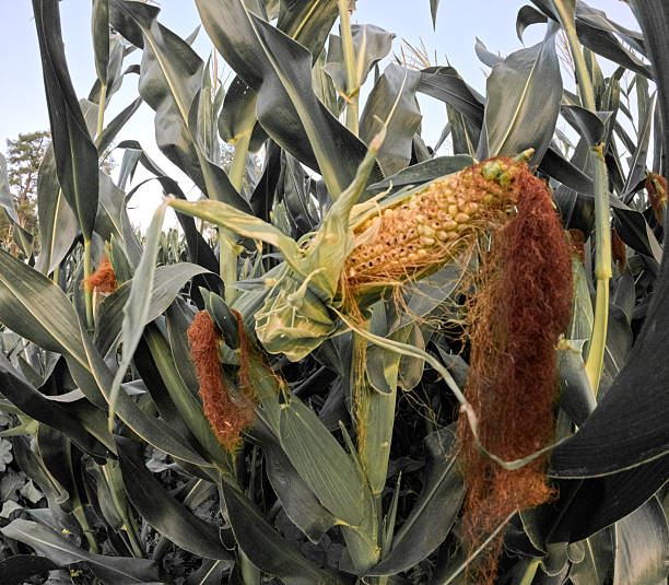 Wide shot of corn field