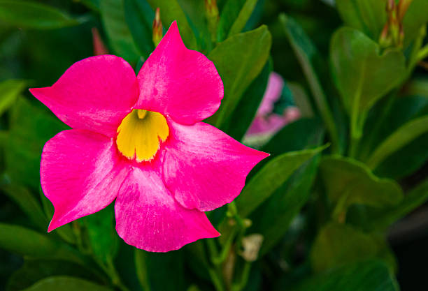 Selective focus of purple pink   Rocktrumpet flower in a Cape Cod garden, Mandevilla is a genus of tropical and subtropical flowering vines belonging to the family Apocynaceae, Natural background.