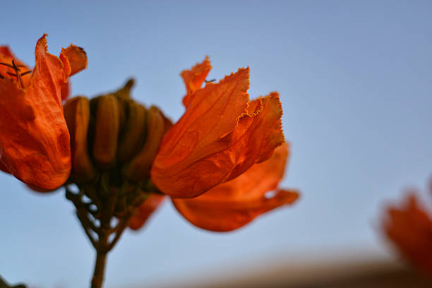 African tulip tree, Spathodea campanulata, orange flowers against a soft blue sky. Concept of exotic botanical variety, tropical nature, and vibrant floral aesthetics