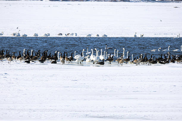 Foggy morning on icy lake with Canada geese and Snow geese standing on ice near Ogallala Nebraska in central USA.