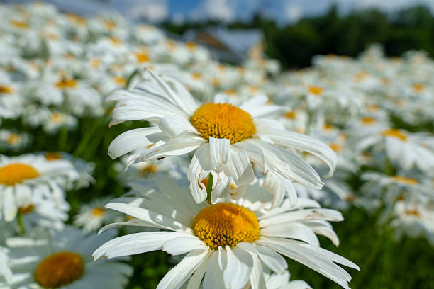 Close-up of blooming white daisies with yellow centers growing in a sunlit field on a bright summer day, creating a cheerful natural floral background
