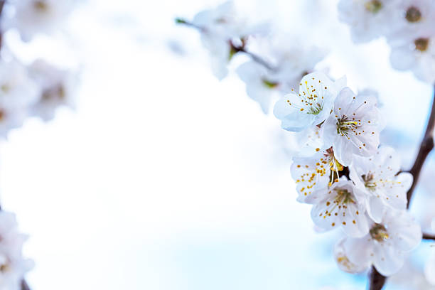 Apricot tree branch close-up with white blossoms against a bright sky. Space for copy. The scene captures the essence of spring and nature's beauty.