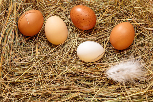 Fresh chicken eggs in the hay nest with a feather