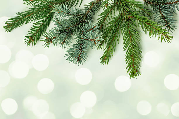 Spruce tree branches on a green bokeh lights background with space for copy. Can be used as a festive holiday background.