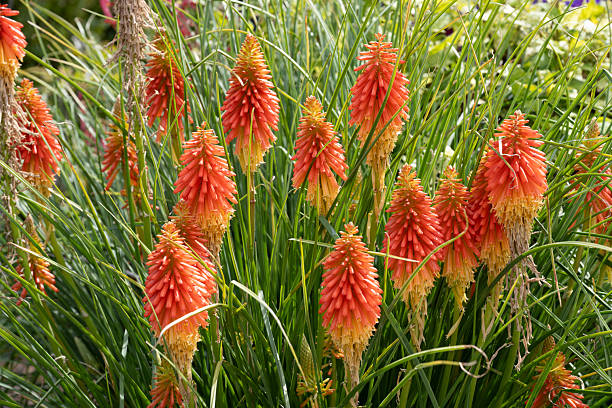 Torch lily in Summer garden