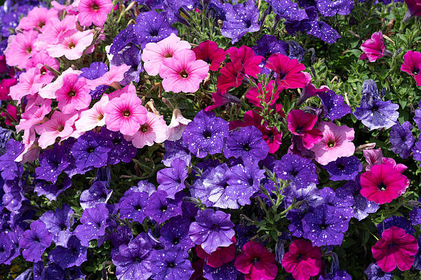 Petunia in garden
