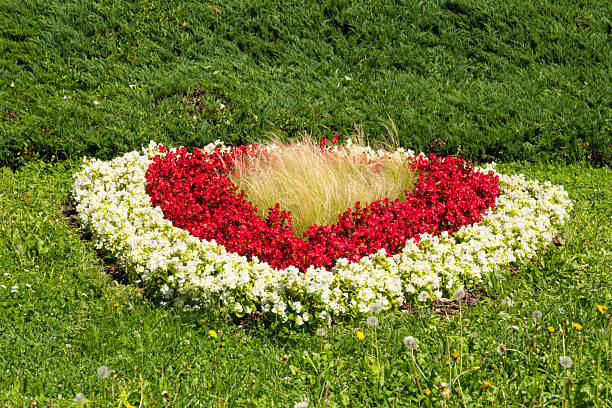 Heart-shaped flower bed with red and white flowers in a garden.