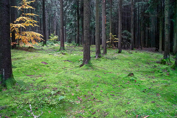 A beautiful forest scene with green soil and natural ground cover in a calm woodland setting. The image shows trees and lush green forest floor vegetation, creating a peaceful and natural atmosphere.