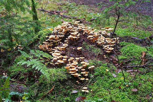 A large group of mushrooms growing together on a tree stump in a forest setting. The image highlights the dense cluster of fungi and the natural textures of decaying wood in a woodland environment.