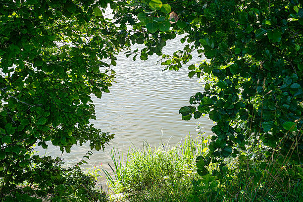 A view of a lake seen through a natural arch formed by leafy branches. The image captures the water in the background framed by green foliage, creating a serene and scenic outdoor landscape.