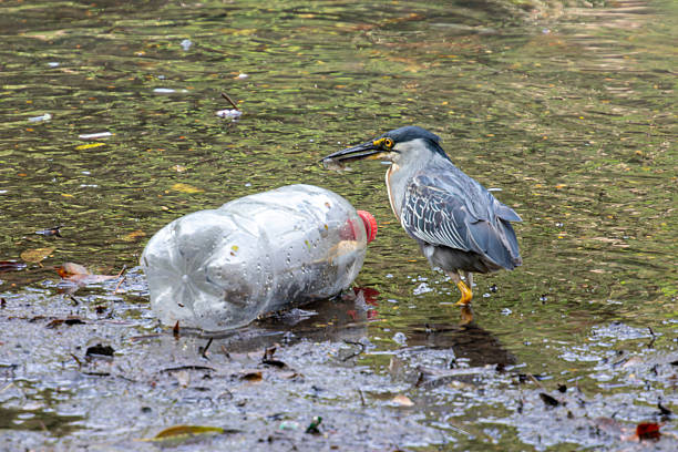 Striated Heron (Butorides striata) catches prey next to a discarded plastic bottle, illustrating the impact of pollution on wildlife. (