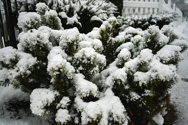 Evergreen branches heavily covered with freshly fallen snow on a cold winter day