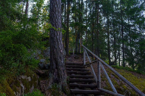 Log staircase with simple wooden railing ascends through a quiet pine forest, surrounded by moss-covered rocks and trees in soft evening light