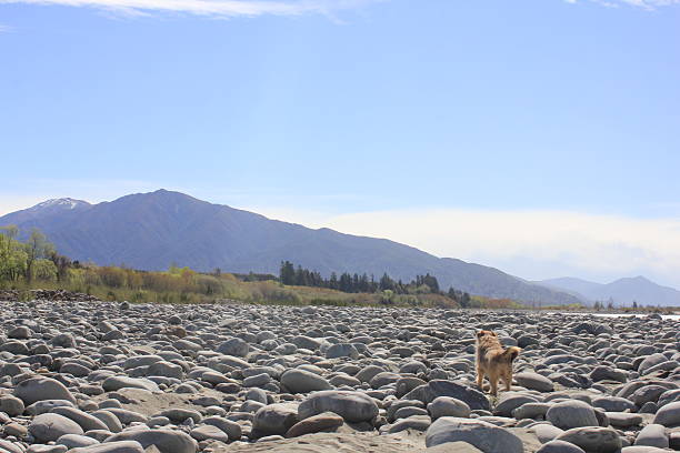 A stony braided river with a dog looking up at the mountain
