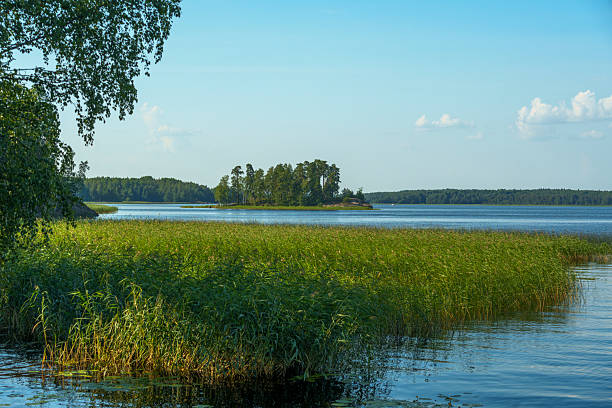Calm lake with green shoreline reeds and a forested island in the distance, under a bright blue sky on a quiet summer day in a natural landscape