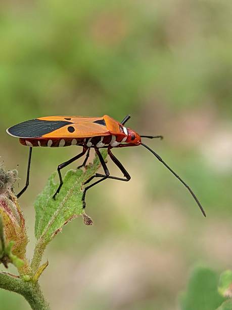 Brightly colored insect known as Dysdercus cingulatus or red cotton stainer is a species of true bug in the family Pyrrhocoridae. Perched on green leaf, highlighting entomological detail and beauty
