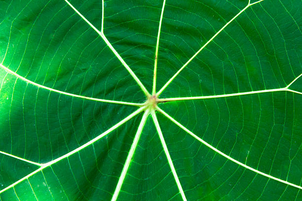 Close up of green leaf texture. Abstract background with copy space.