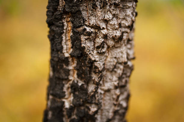 Betula pendula - Silver birch - Birch trunk detail and peeled bark