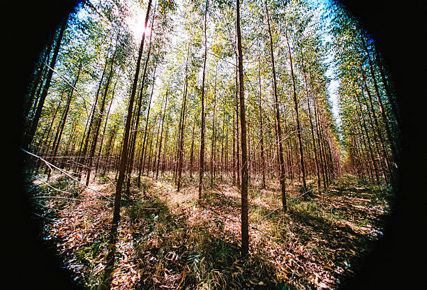 An analog photograph captured with an SLR camera, showing the repetitive patterns of a commercial eucalyptus plantation.
