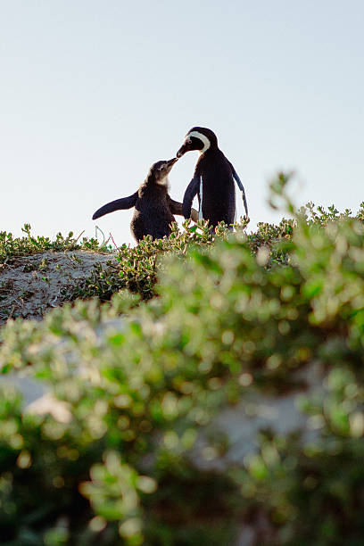 An African penguin and baby \
