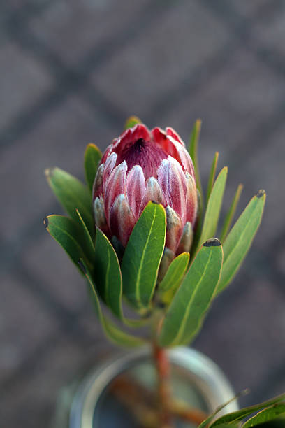 A single queen protea in a vase