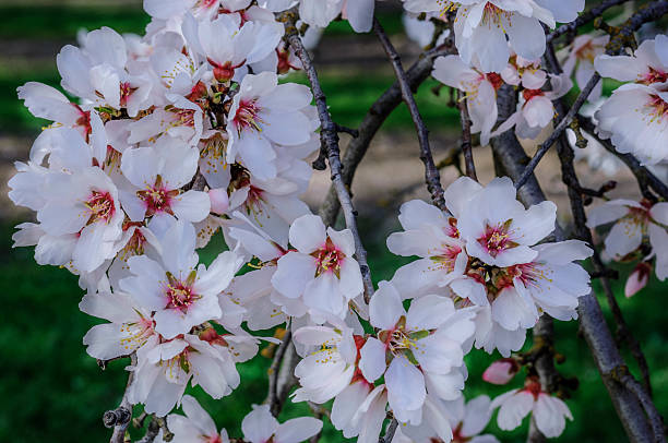 background of spring cherry blossoms tree. selective focus