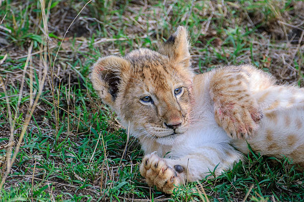 Wild lion (Panthera leo) cub resting in shady area, off to the side of it's mother and a just killed wildebeast.Taken in the Masai Mara, Kenya, Africa.