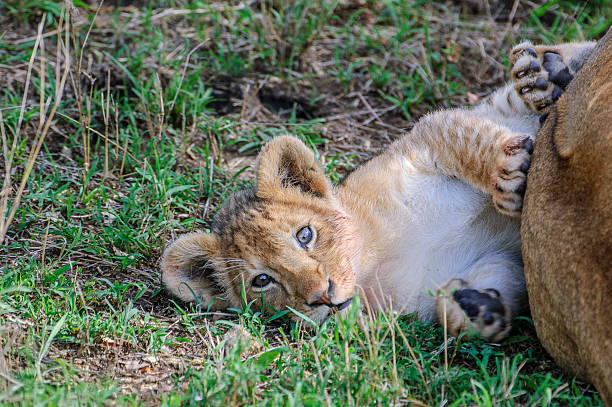 Wild lion (Panthera leo) cub resting in shady area, off to the side of it's mother and a just killed wildebeast.Taken in the Masai Mara, Kenya, Africa.