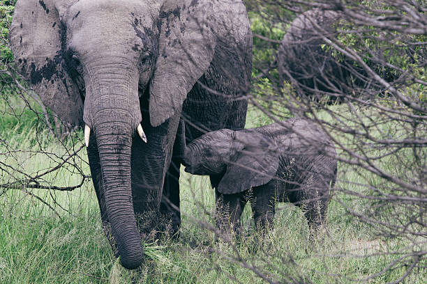 Mother and baby elephant in Kruger National Park