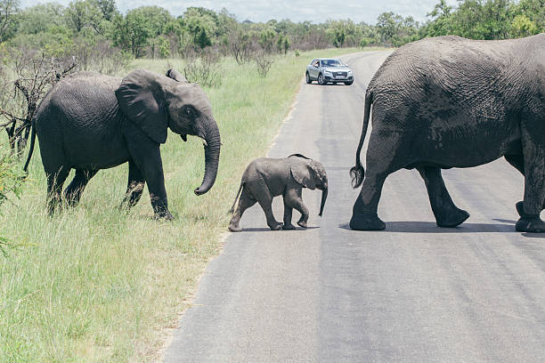 An African elephant walking down a roadway surrounded by colorful autumn trees in a park.