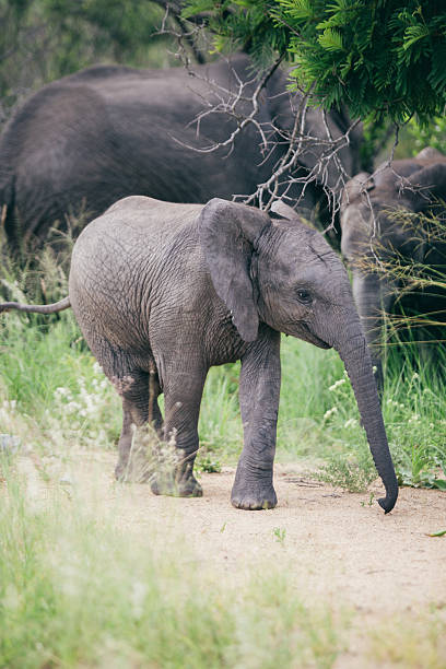 wildlife