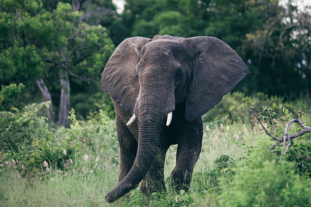 istock Solitary Elephant at Kruger National Park 2258388441