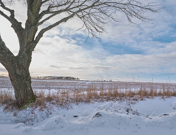 Rural view of a snow-covered field with trees on the horizon in the fog, Nowiny, Lubelskie, Poland