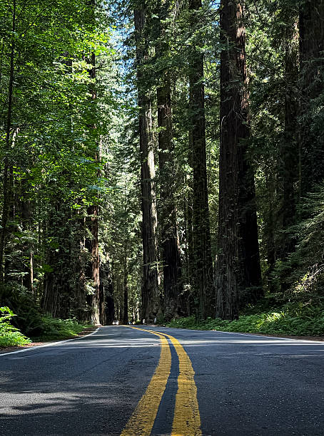 View down Avenue of the Giants scenic highway in Northern California. Avenue of the Giants (CA State Route 254) is within Humboldt Redwoods State Park and home to coastal redwood forest.